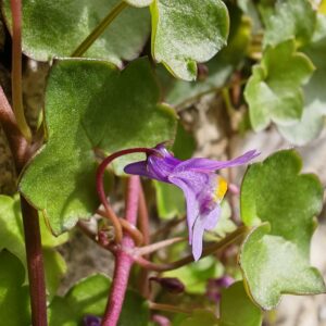 Cymbalaria muralis - Éperon Cymbalaria muralis - Éperon