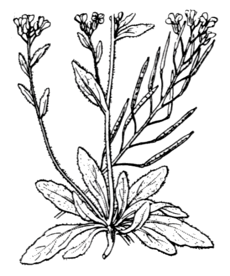 Flore de Coste - Arabidopsis thaliana