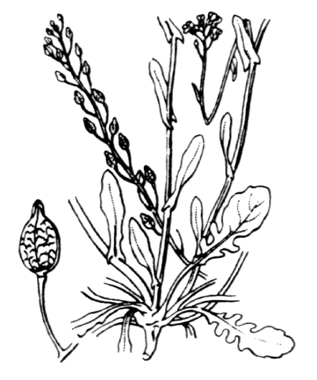 Flore de Coste - Calepina irregularis