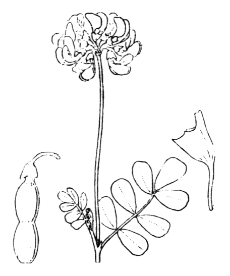 Flore de Coste - Coronilla glauca