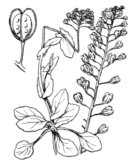 Flore de Coste - Microthlaspi perfoliatum