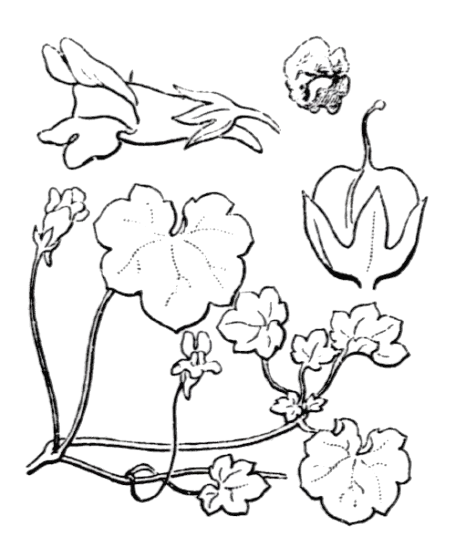 Flore de Coste - Cymbalaria muralis Flore de Coste - Cymbalaria muralis