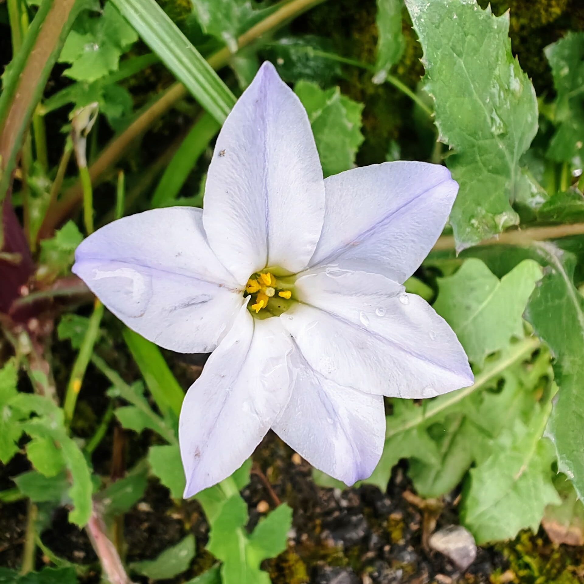 Iphéion uniflore - Fleur