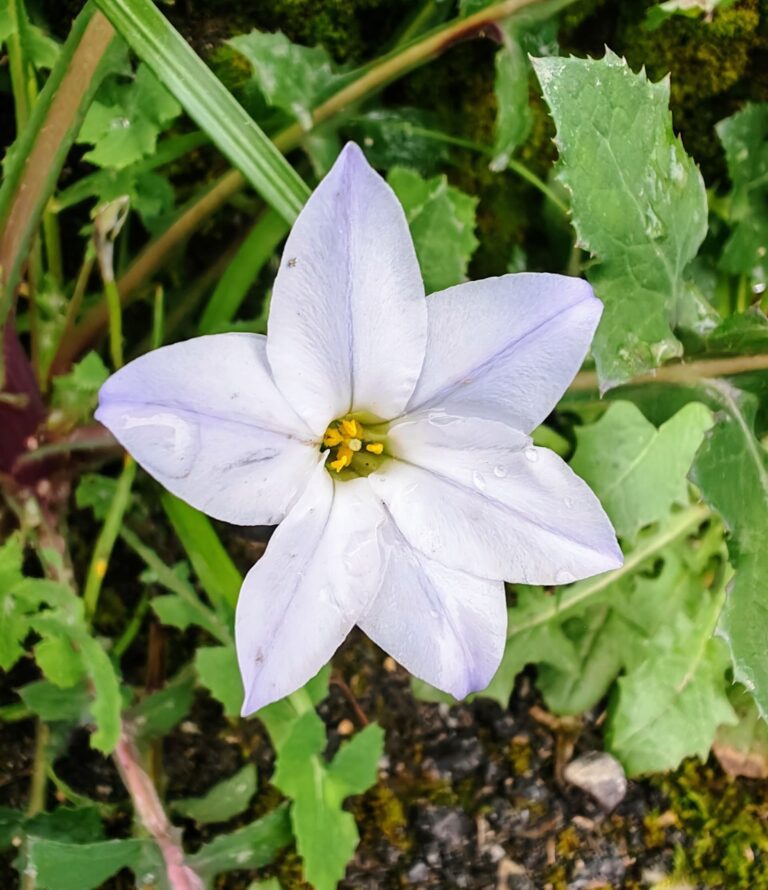 Iphéion uniflore