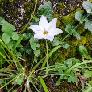 Iphéion uniflore - Plante entière