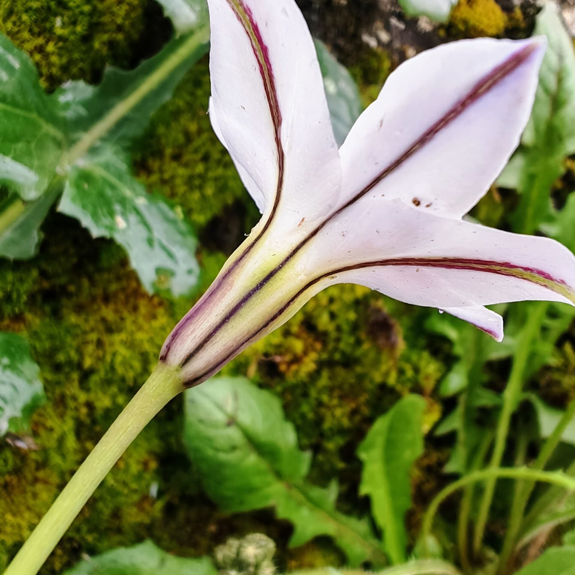 Iphéion uniflore - Tépales