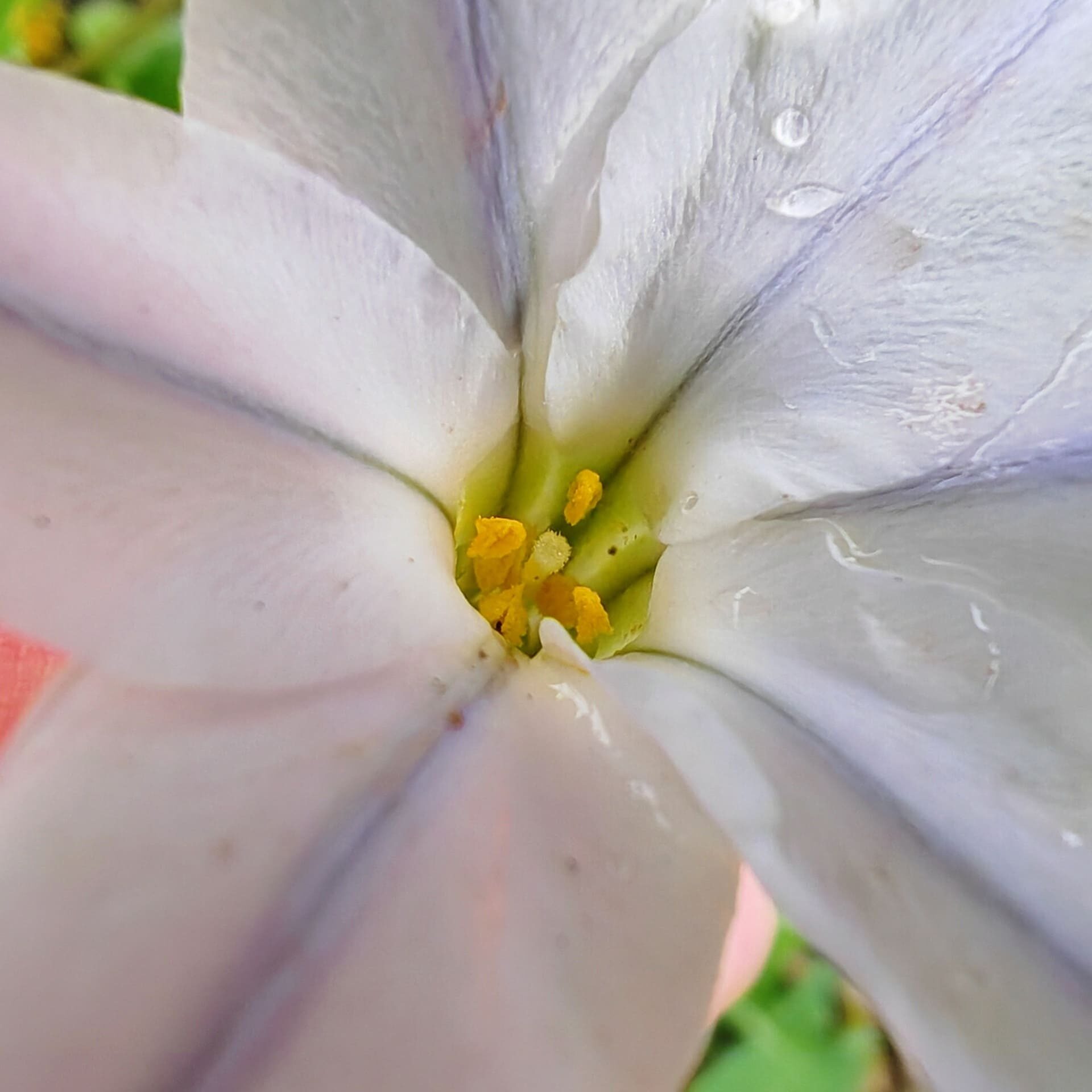 Iphéion uniflore - étamines