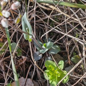 Tabouret perfolié - Feuilles caulinaires embrassantes