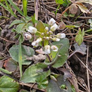 Tabouret perfolié - Rosette de feuille