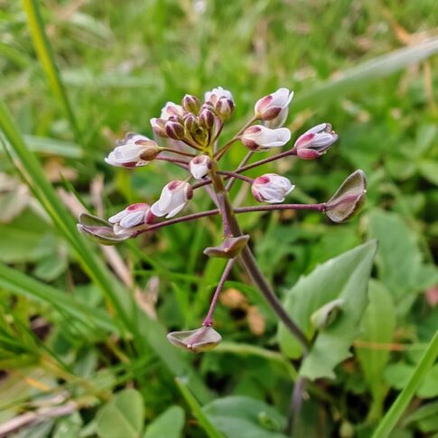 Tabouret perfolié - sommités fleurie