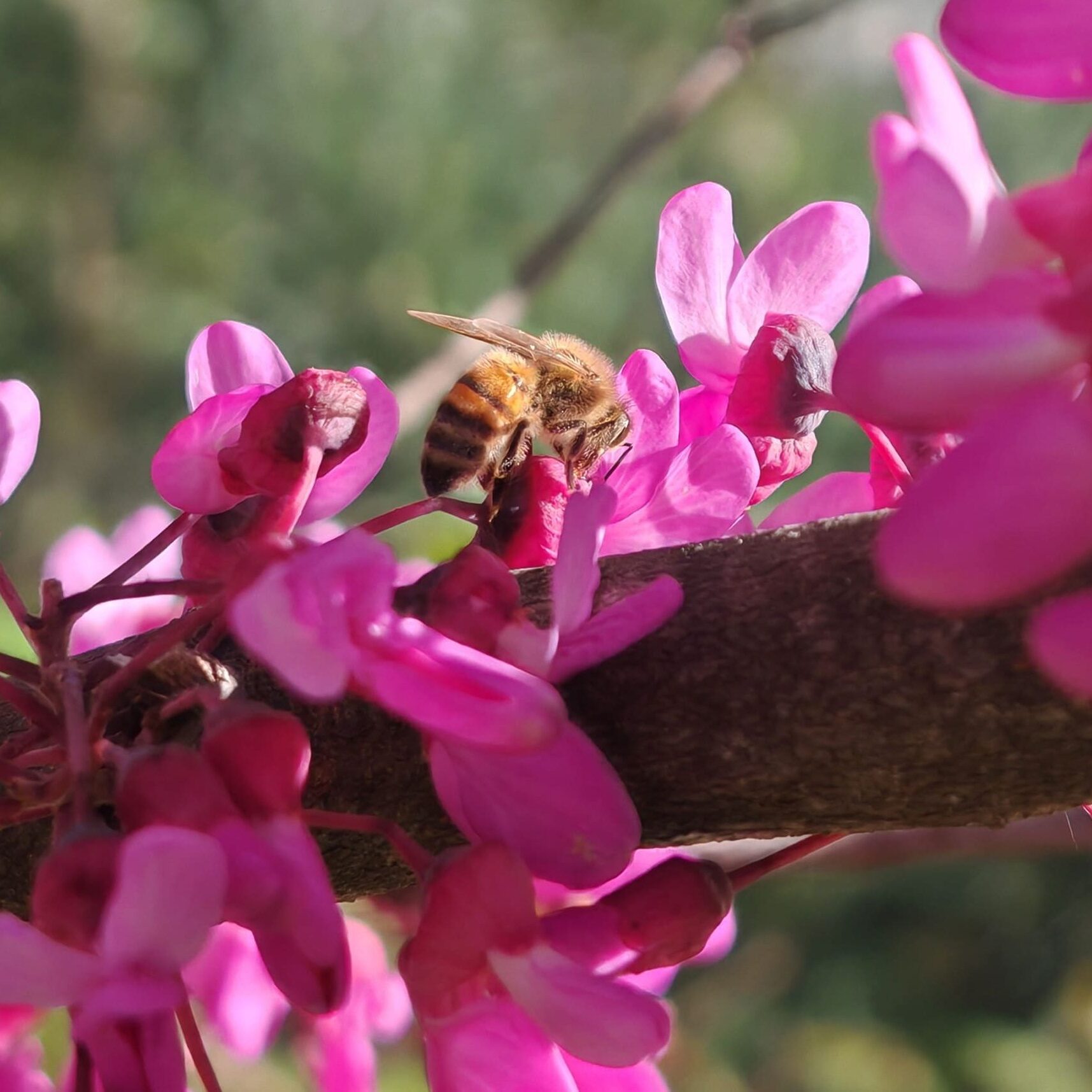 Abeille butinant une fleur d'Arbre de Judée