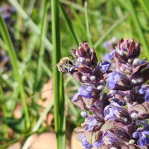 Abeille sur fleur mélifère de Bugle rampante Abeille sur fleur mélifère de Bugle rampante