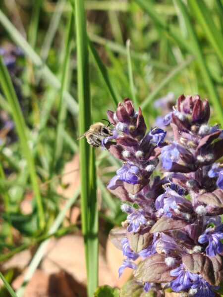 Bugle rampante