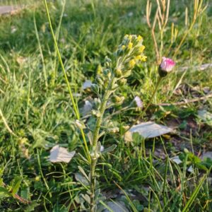 Alysson à calices persistants plante entière Alysson à calices persistants plante entière