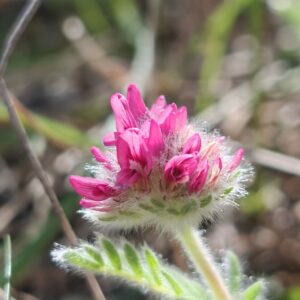Anthyllide des montagnes Anthyllis montana inflorescence pourpre