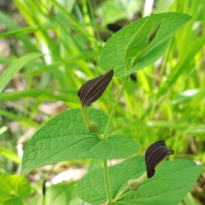Aristoloche a feuilles rondes Aristolochia rotunda fleurs en forme de pipe