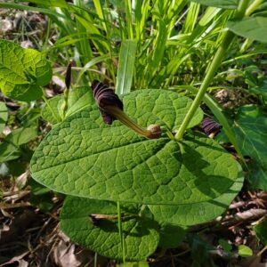 Aristoloche a feuilles rondes fleurs atypiques et feuillage dans sous bois