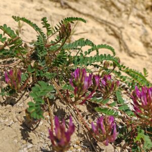 Astragale de Montpellier