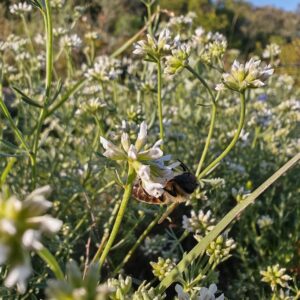 Badasse Lotus dorycnium fleurs blanches nectarifère