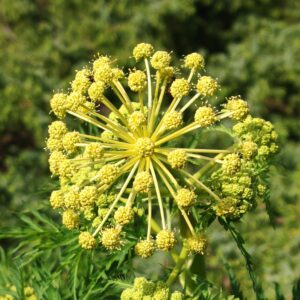 Boutons floraux de Moloposperme du Péloponnèse avant floraison