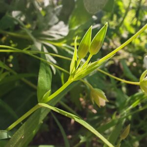 Boutons floraux de Stellaria holostea avant anthèse