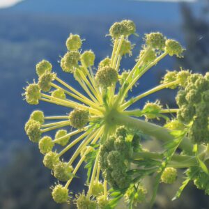 Boutons floraux en ombelle de Moloposperme du Péloponnèse avant floraison