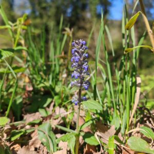 Bugle rampante plante entière Bugle rampante plante entière