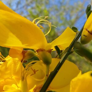Calice et sepales de fleur jaune Genet a balais Cytisus scoparius