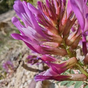 Calices de l'Astragale de Montpellier