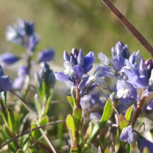 Colonie de Polygala calcarea dans une pelouse calcaire, fleurs sauvages bleues