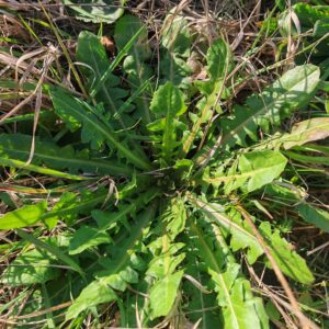 Crépis à feuilles de pissenlit - Rosette de feuilles