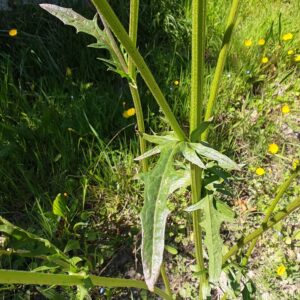 Crépis à feuilles de pissenlit - Feuille caulinaire