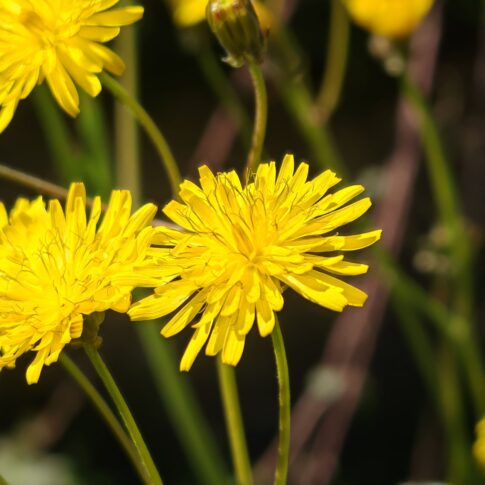 Crépis à feuilles de pissenlit - Capitules