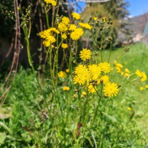 Crépis à feuilles de pissenlit - Plante entière