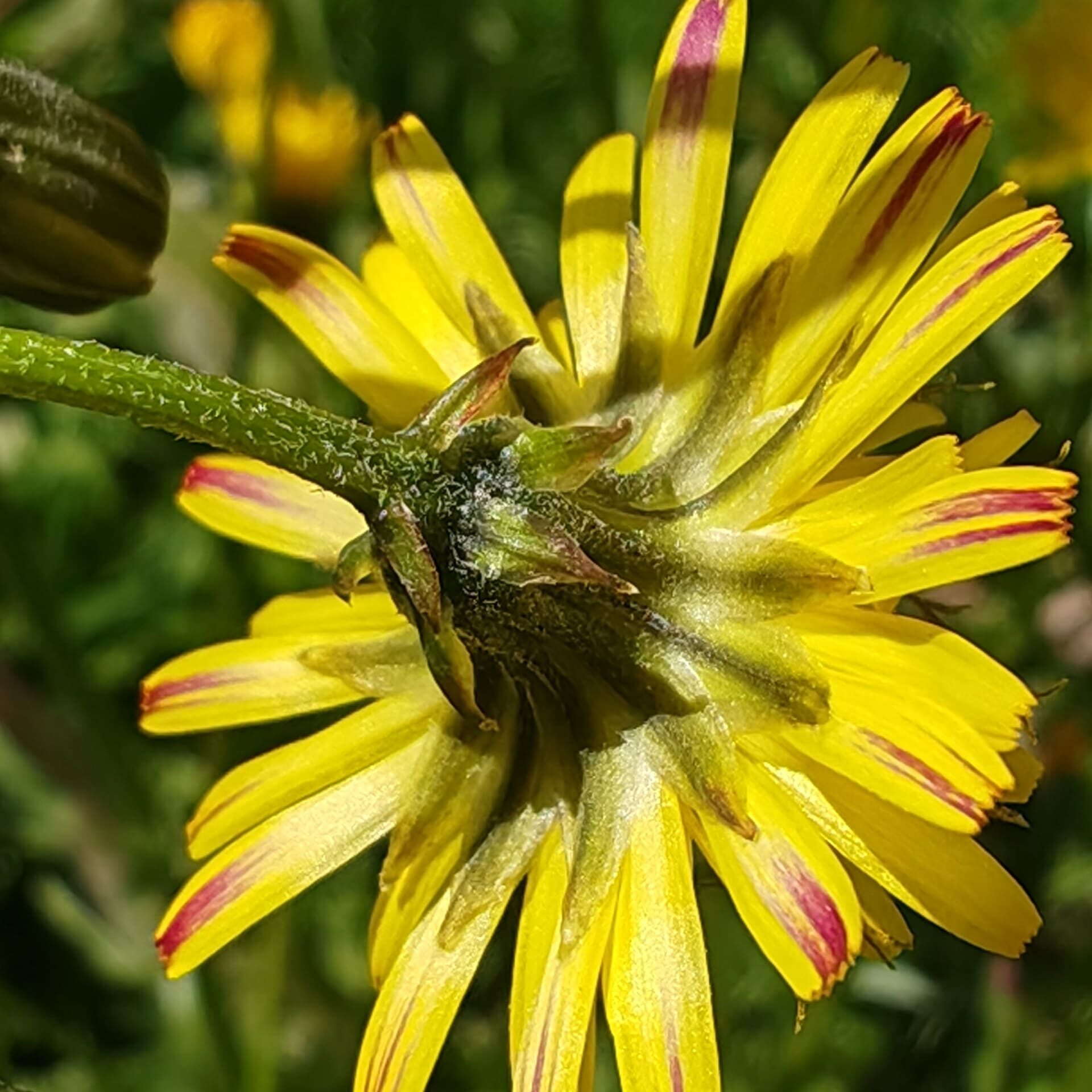 Vue rapprochée de l'involucre et des bractées d'une fleur de Crépis à feuilles de pissenlit.