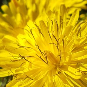 Fleurs - Crépis à feuilles de pissenlit