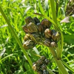 Crépis à feuilles de pissenlit - Boutons floraux