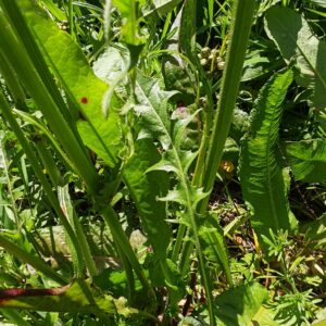 Crépis à feuilles de pissenlit - Feuilles