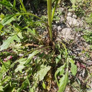 Crépis à feuilles de pissenlit - Feuilles