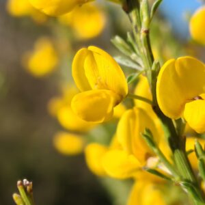 Cytisus oromediterraneus, Genêt purgatif en fleurs jaunes éclatantes, gros plan floral