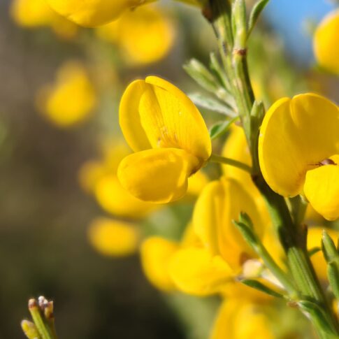 Cytisus oromediterraneus, Genêt purgatif en fleurs jaunes éclatantes, gros plan floral
