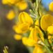 Cytisus oromediterraneus, Genêt purgatif en fleurs jaunes éclatantes, gros plan floral