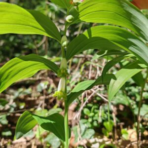 Dessous de la feuille du Sceau de Salomon odorant