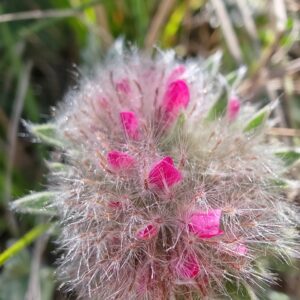 Détail calices laineux et fleurs de Anthyllide des montagnes