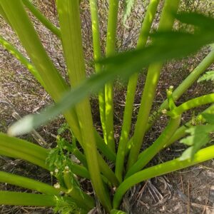 Détail de la tige et gaine foliaire du Moloposperme du Péloponnèse