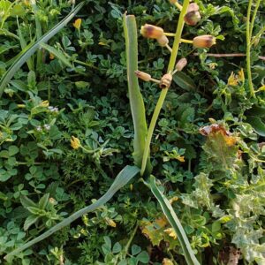 Détail des feuilles linéaires et de la tige d'un Muscari à toupet (Leopoldia comosa)