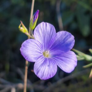 Détail fleur bleue de Lin de Narbonne étamines et pétales striés