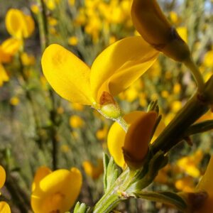 Détail fleur de Genêt purgatif (Cytisus oromediterraneus), fleur papilionacée jaune vif