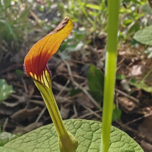 Detail fleur jaune Aristoloche a feuilles rondes au soleil