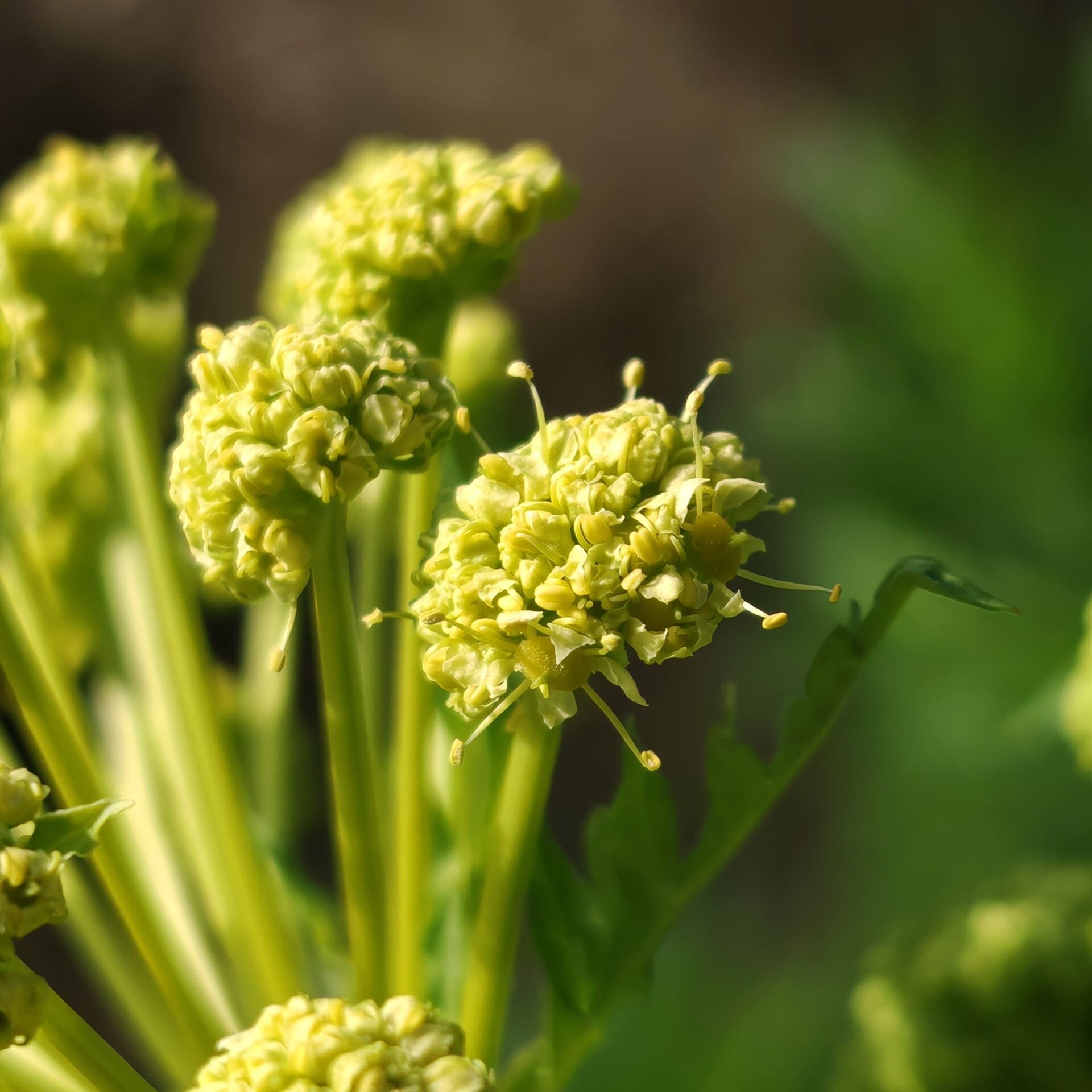 Détail fleurs blanches Moloposperme du Péloponnèse inflorescence Apiacée